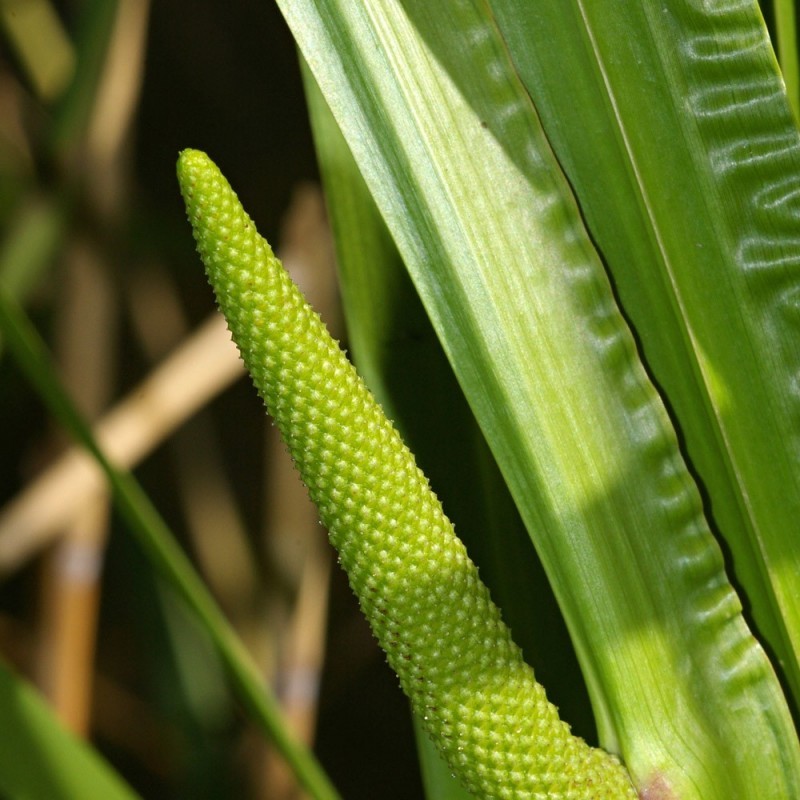 calamus oil
