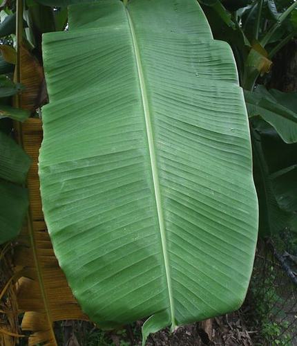 Banana Leaf