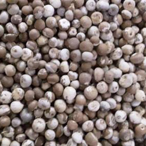Betel Nuts