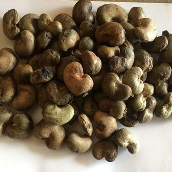 Cashew Nuts - Brown Variable Size | Delicious Taste Healthy Snack Boosts Brainpower Improves Skin Health