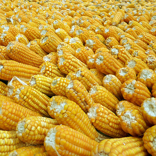 Fresh Baby Corns