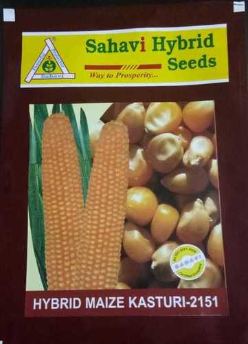 Hybrid Maize Kasturi-2151
