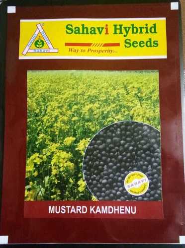 Mustard Kamdhenu seeds