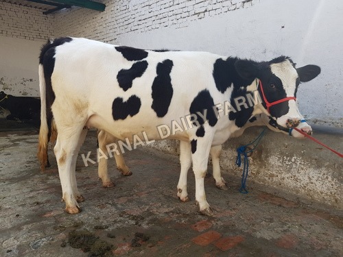 Heifer Cow