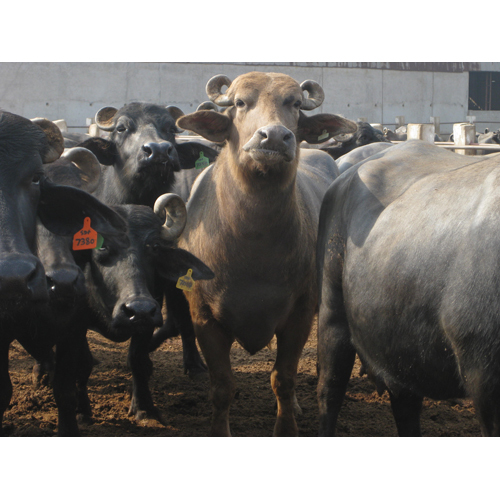 Desi Murrah Buffalo Desi Murrah Buffalo