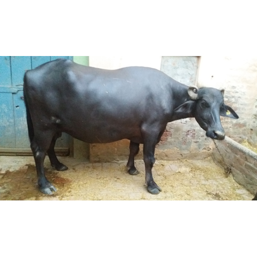 Mehsana Buffalo
