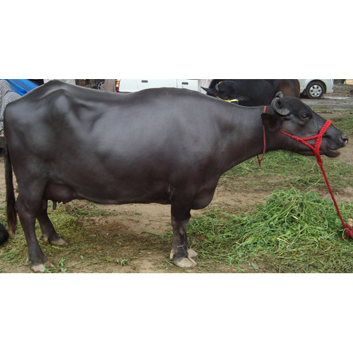 Dairy Murrah Buffalo Dairy Murrah Buffalo