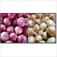 Red Organic Onions