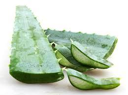Alo vera leaf