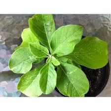 Ashwagandha leaf
