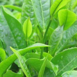 Henna Leaves