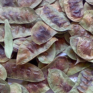 Senna Pods
