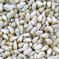 Safflower Seeds Admixture (%): 1%