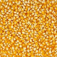 Natural Maize Natural Maize