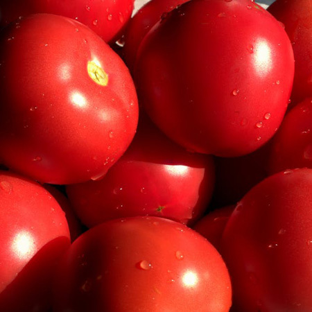 Fresh Tomato