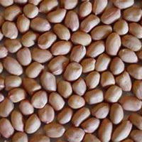 Raw Ground Nuts Raw Ground Nuts