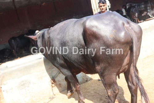 Black Murrah Buffalo