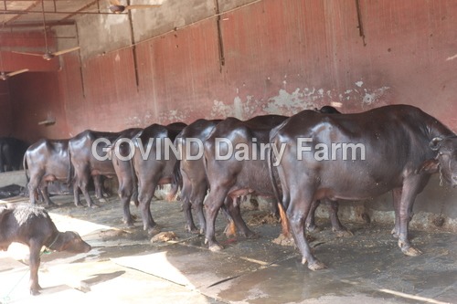Desi Murrah Buffalo