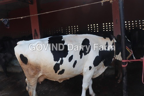 Hf Cows