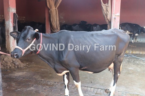 Indian HF Cow