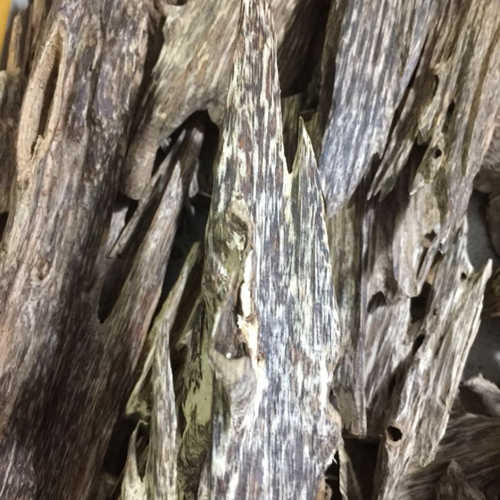 Ant Agarwood Chips