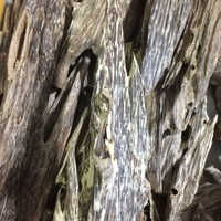 Ant Agarwood Chips