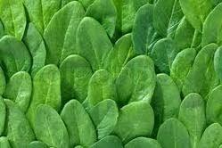 Palak Seeds