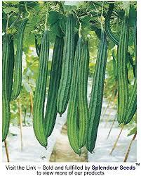 Ridge Gourd Seeds