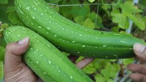 Sponge Gourd Seeds