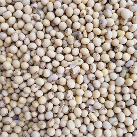 Soy Bean By Private Production and Trading Enterprise JNL