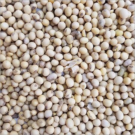 Light Brown Soy Bean