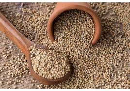 Pearl Millet Seeds