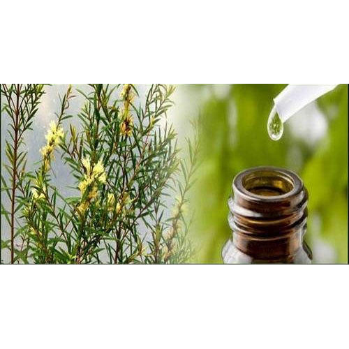 Tea Tree Oil