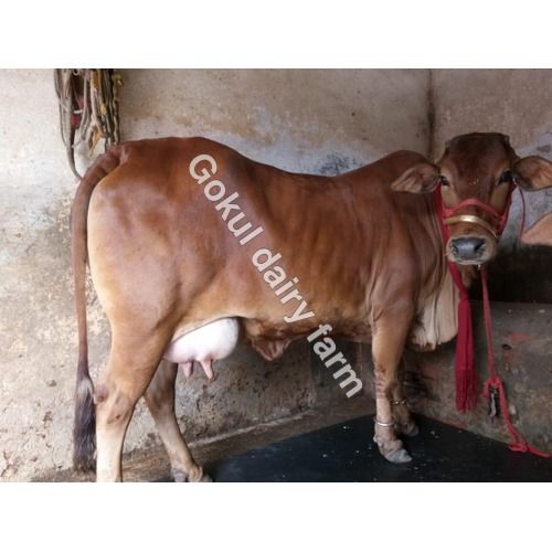 Indian Sahiwal Cow