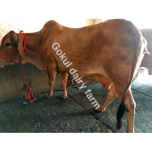 Brown High Milking Sahiwal Cow