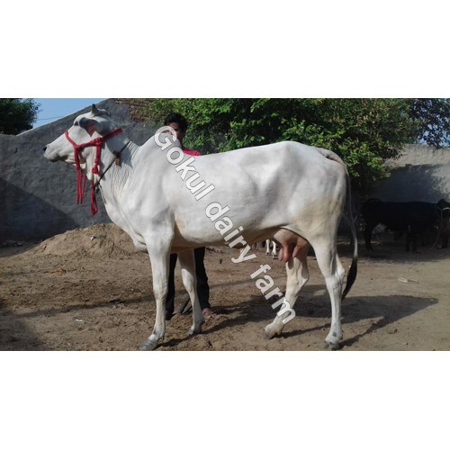 Tharparkar Dairy Cow