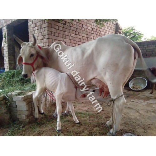 High Yeild Tharparkar Cow