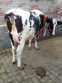 Cow supplier in haryana
