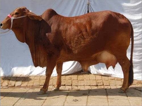 Sahiwal Cow - Brownish Red Color, Short Horns , Well-Developed Udder, High Climate Tolerance, Ideal for Dairy Milk Production