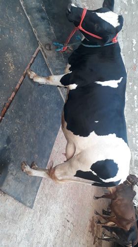 Pregnent Hf Cow 1st Lactition In Karnal