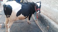 Pregnent Hf cow 1st lactition in karnal