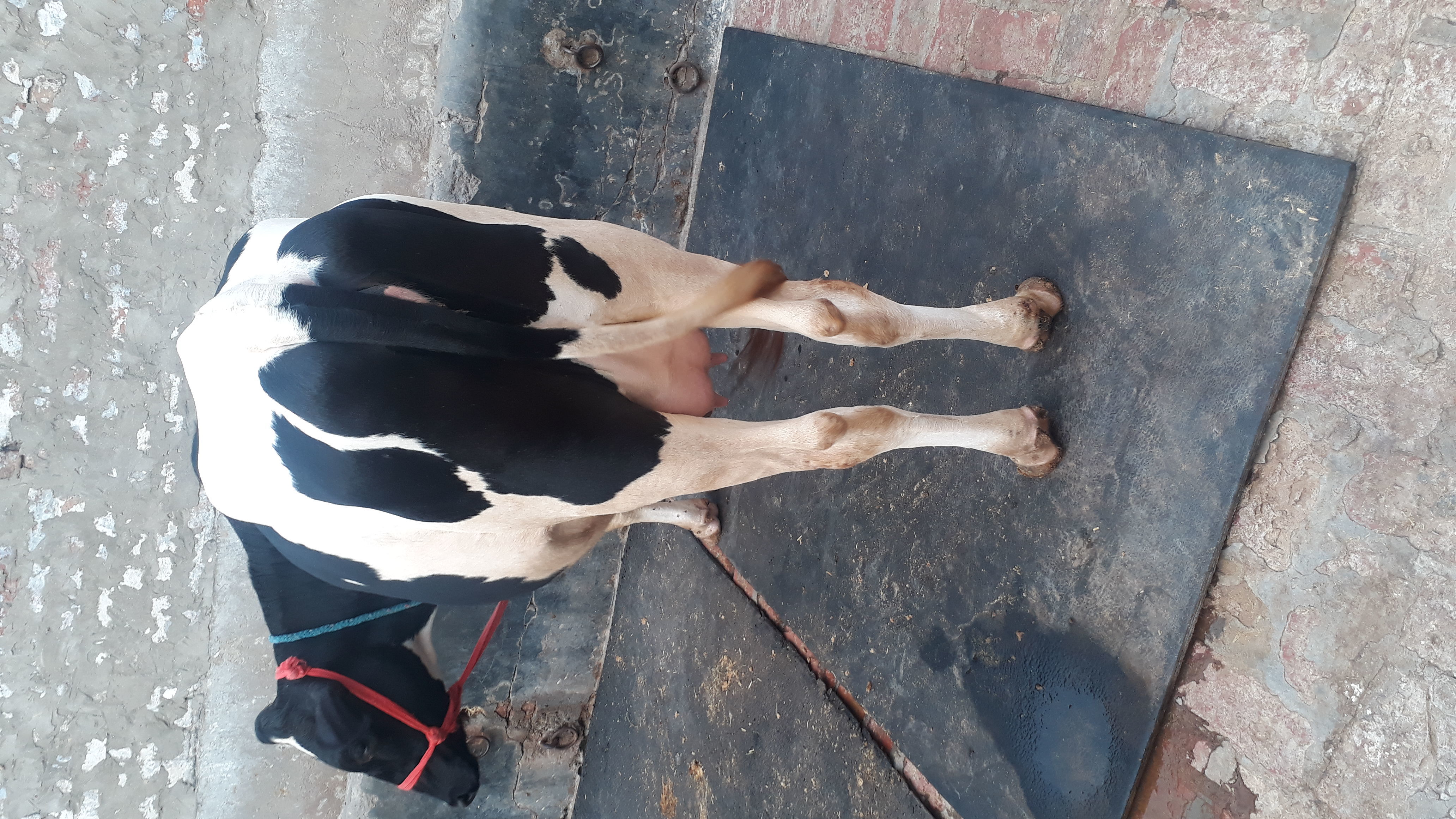 Pregnent Hf cow 1st lactition in karnal
