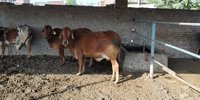 sahiwal cow supplier in haryana