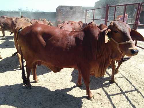 sahiwal cow in karnal