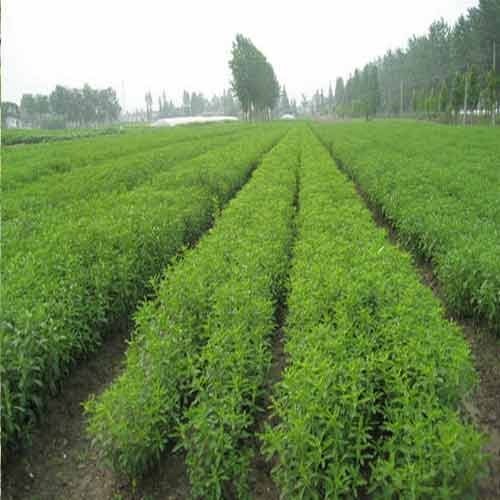 Stevia Cultivation Consultancy Service in Jaipur Rajasthan India