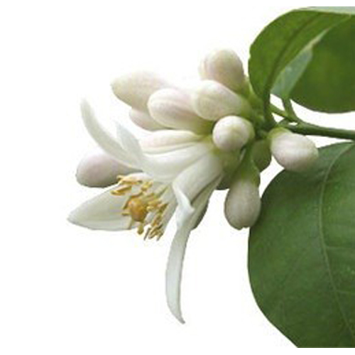Neroli 3% Dilution in Jojoba Oil - Dark Greenish-Yellow Fluid with Floral Citrus Aroma | Strong Odour, 100% Pure, 3-Year Shelf Life, Store in Cool Dry Place