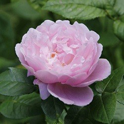 Rose Otto 3% Dilution in Jojoba Oil