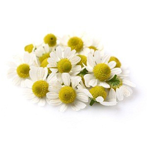 Chamomile German 3% Dilution in Jojoba Oil