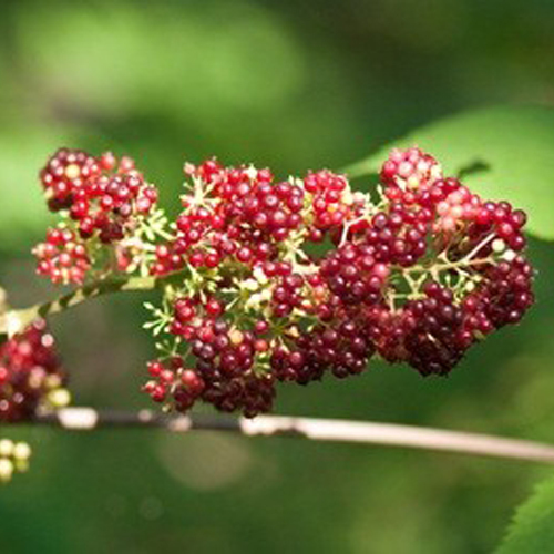 Spikenard Oil 3% Dilution In Jojoba Oil