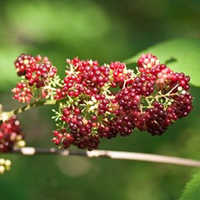 Spikenard Oil 3% Dilution In Jojoba Oil